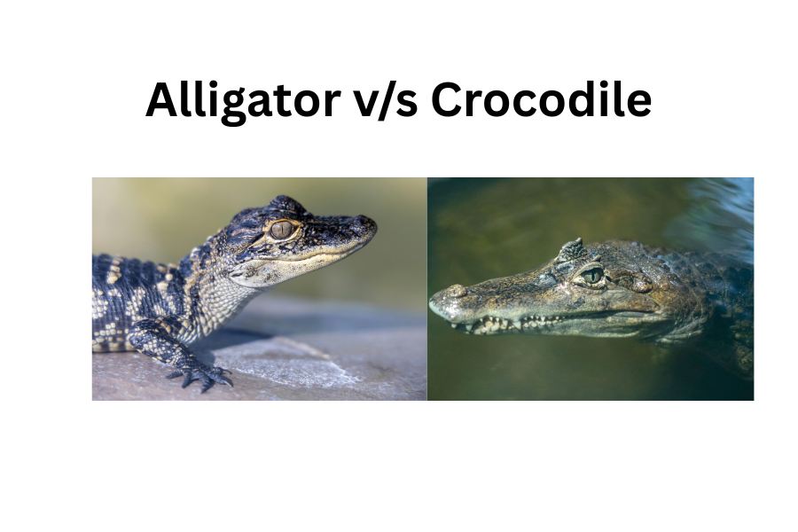 alligator v/s crocodile